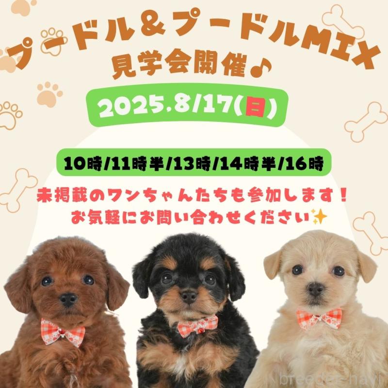 販売中の静岡県のトイプードル-395853の3枚目